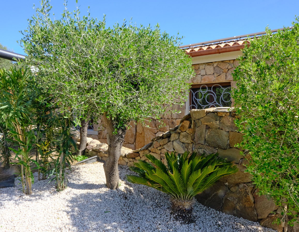 Olivenbaum und Palmen am Ferienhaus.